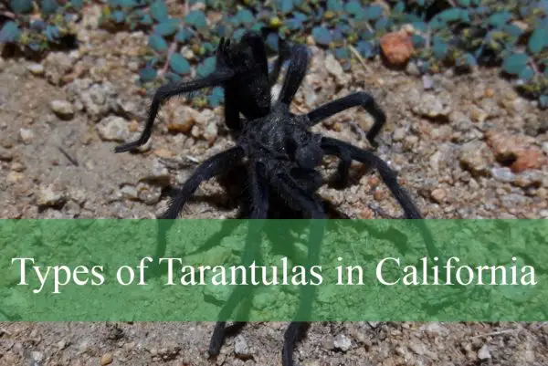 Types of Tarantulas in California