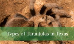 12 Types of Tarantulas in Texas (With Pictures and Identification)