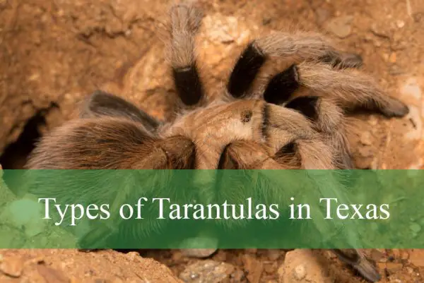 Types of Tarantulas in Texas