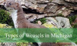 3 Types of Weasels in Michigan (With Pictures and Identification)