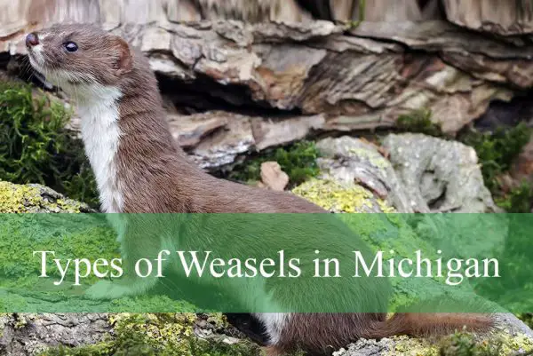 Types of Weasels in Michigan
