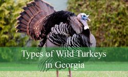 3 Types of Wild Turkeys in Georgia (Pictures and Identification)