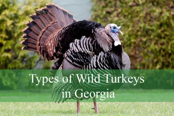 Types of Wild Turkeys in Georgia