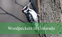 13 Types of Woodpeckers in Colorado (Pictures and Identification)
