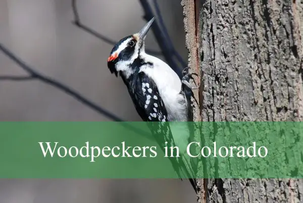 Types of Woodpeckers in Colorado