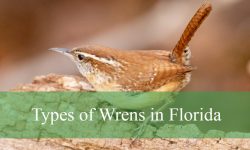 7 Types of Wrens in Florida (With Pictures and Identification)