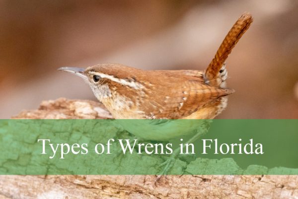Types of Wrens in Florida