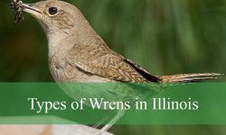 7 Types of Wrens in Illinois (With Pictures and Identification)