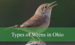 8 Types of Wrens in Ohio (With Pictures and Identification)