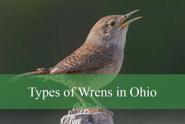 Types of Wrens in Ohio