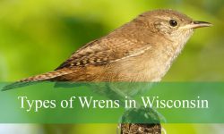 7 Types of Wrens in Wisconsin (With Pictures and Identification)