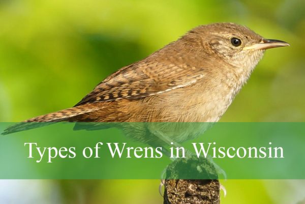 Types of Wrens in Wisconsin
