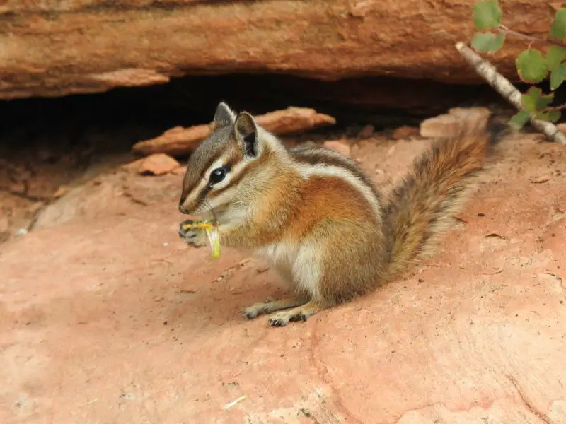Squirrels in Utah