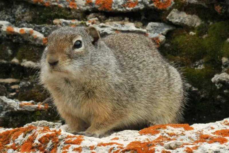 Squirrels in Utah