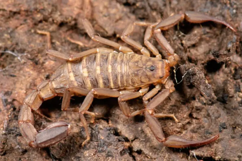 Scorpions in New Mexico