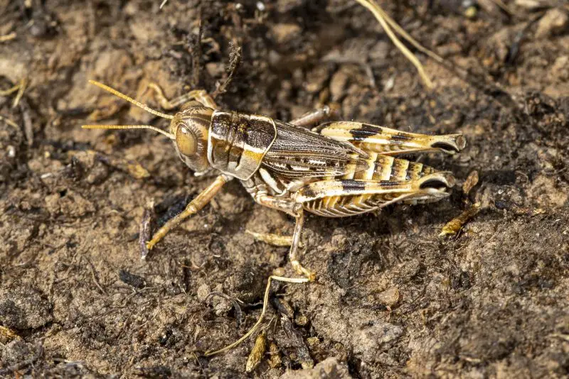 Grasshoppers in California