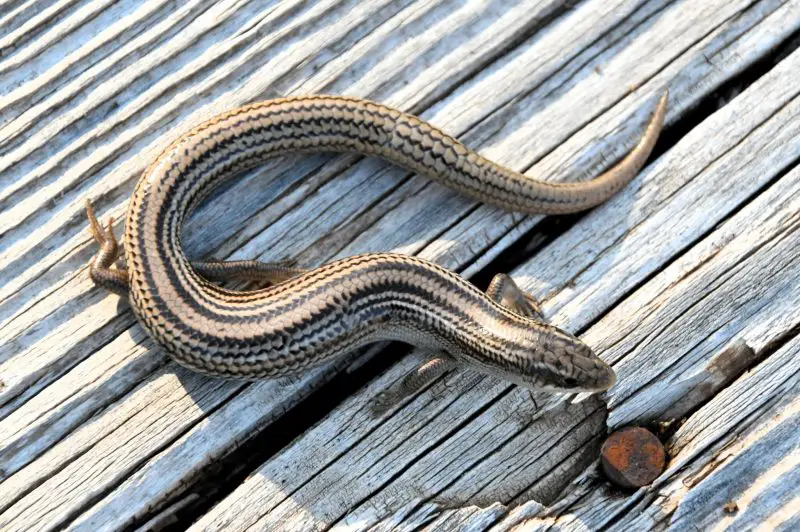 Lizards in Colorado