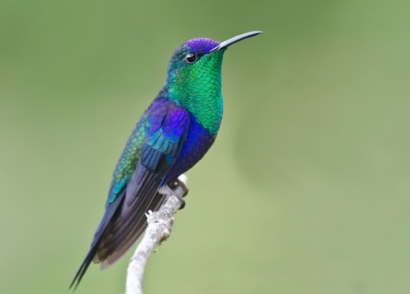 Hummingbirds in Texas