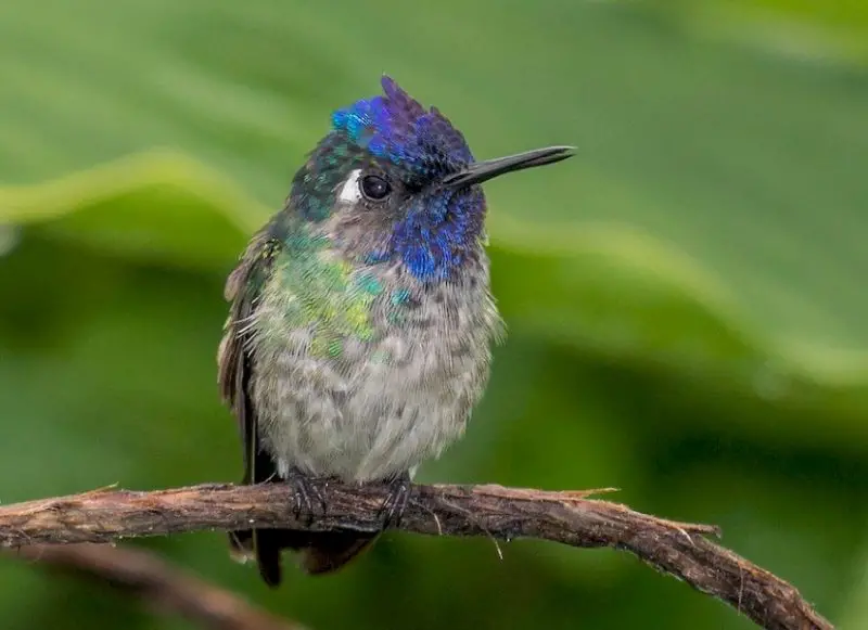 Hummingbirds in Texas