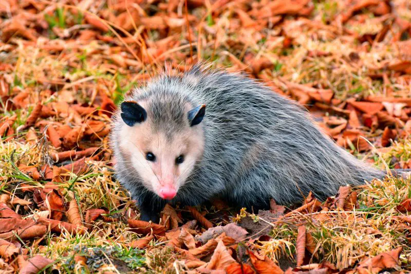 Opossum in Michigan
