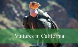 3 Types of Vultures in California (With Pictures and Identification)