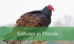 4 Types of Vultures in Florida (With Pictures and Identification)