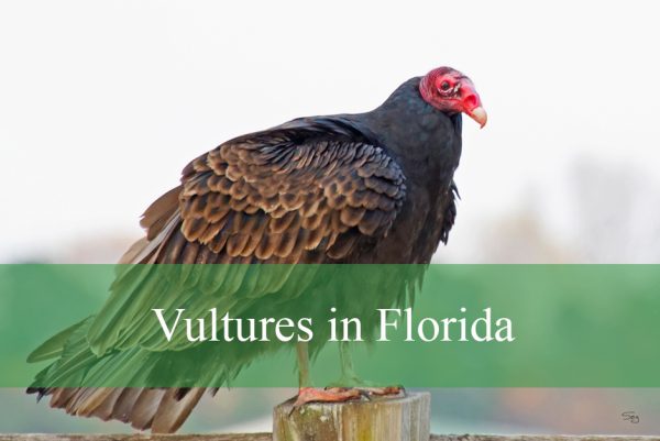 Vultures in Florida