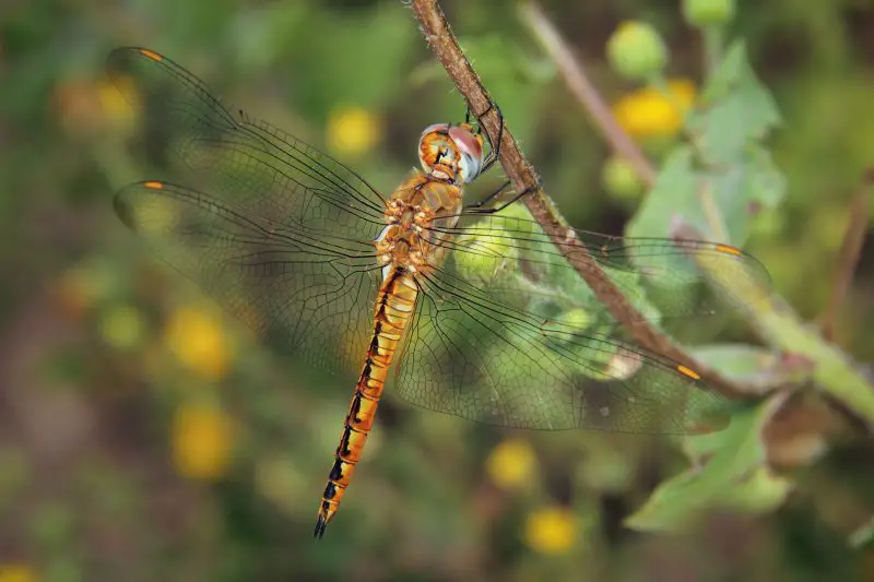 Dragonflies in Florida