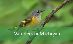 38 Types of Warblers in Michigan (With Pictures and Identification)