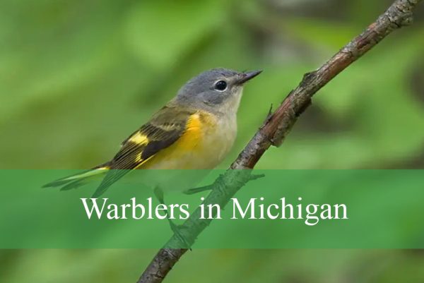 Warblers in Michigan