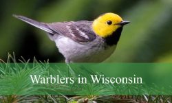 37 Species of Warblers in Wisconsin (Pictures and Identification)