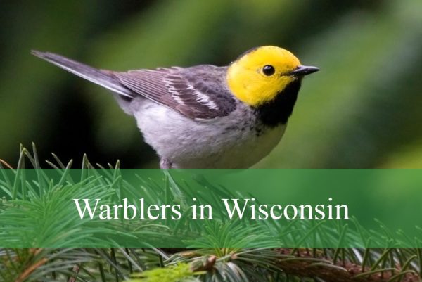 Warblers in Wisconsin