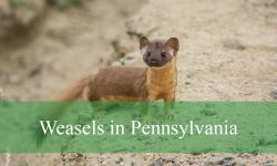 3 Types of Weasels in Pennsylvania (Pictures and Identification)