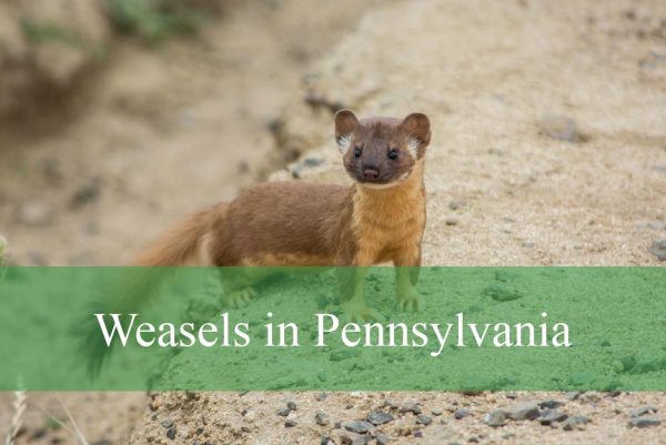 Weasels in Pennsylvania