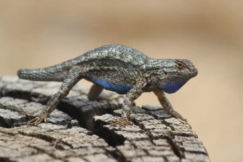 Lizards in Utah