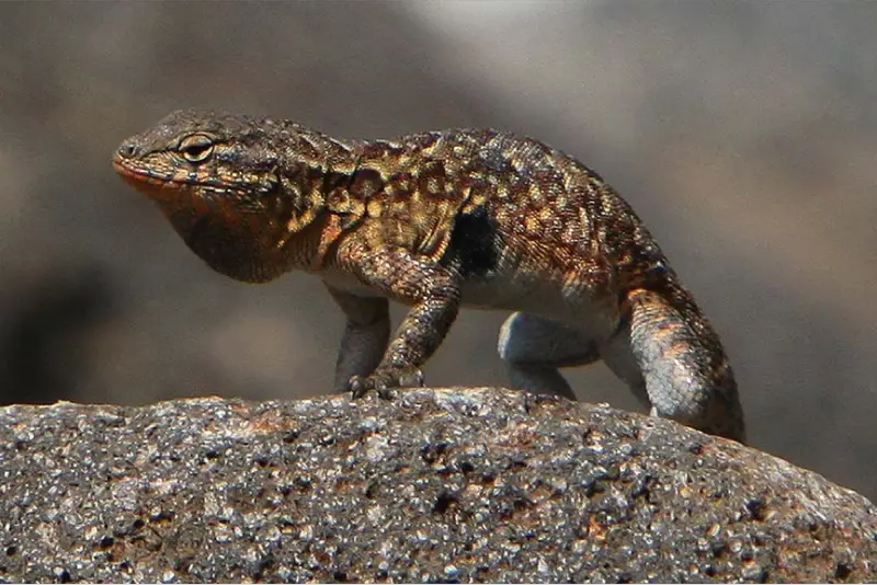 Lizards in Utah