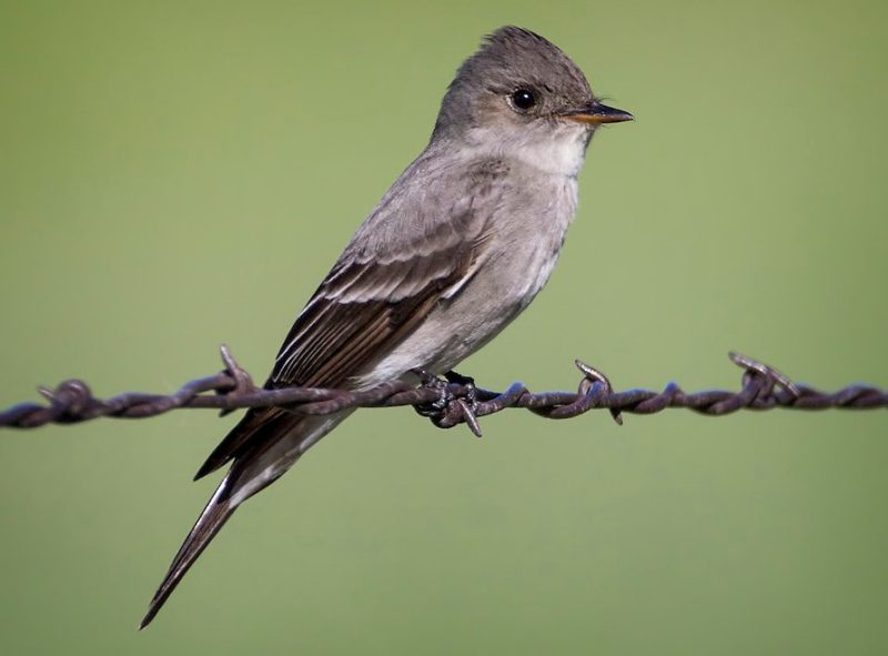 Flycatchers in Texas