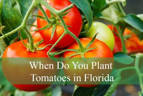 When Do You Plant Tomatoes in Florida
