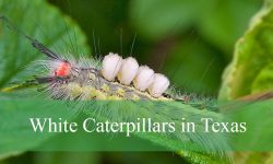 7 White Caterpillars in Texas (With Pictures and Identification)
