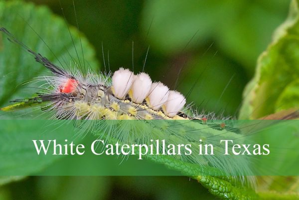 White Caterpillars in Texas