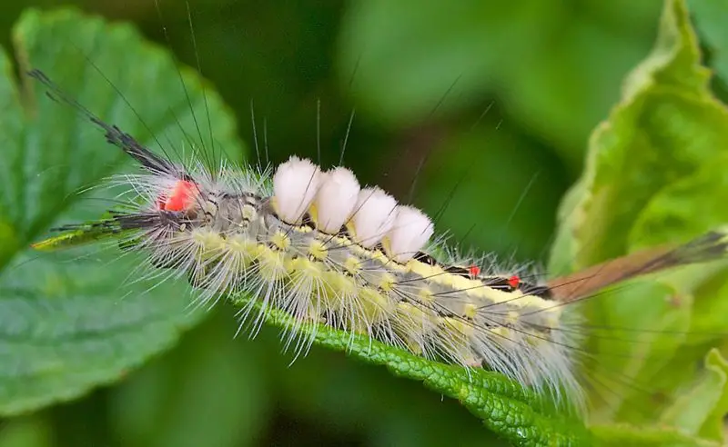 White Caterpillars in Texas