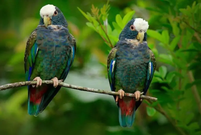 Green Birds in Florida