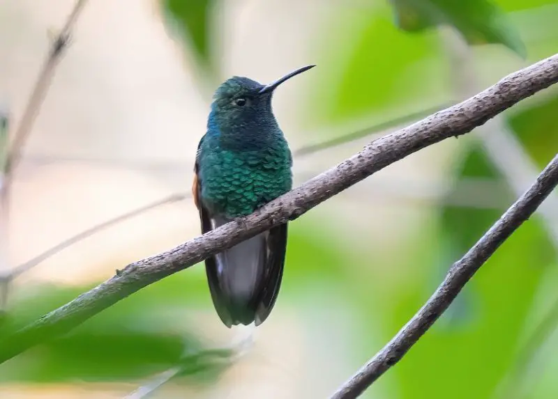 Hummingbirds in Texas