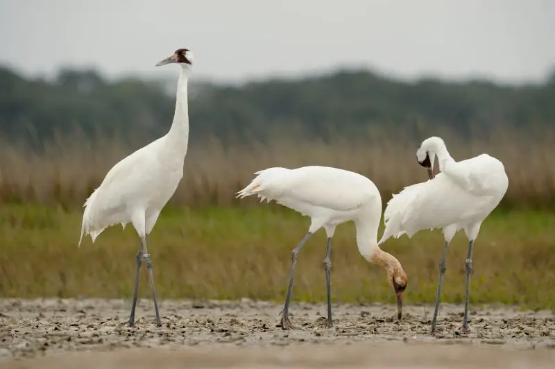 Types of Cranes in Florida