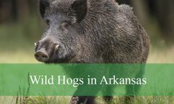 Explore the Hidden Truths Behind Wild Hogs in Arkansas
