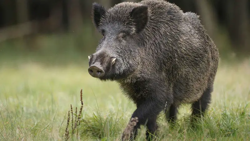 Wild Hogs in Arkansas