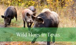 Wild Hogs in Texas: Types, Behavior, and Best Viewing Spots