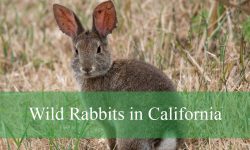 3 Species of Wild Rabbits in California (Pictures and Identification)