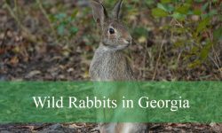 3 Types of Wild Rabbits in Georgia (Pictures and Identification)