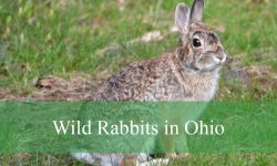 2 Types of Wild Rabbits in Ohio (With Pictures and Identification)